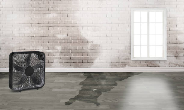 Best Professional water damage repair  in Rock Rapids, IA
